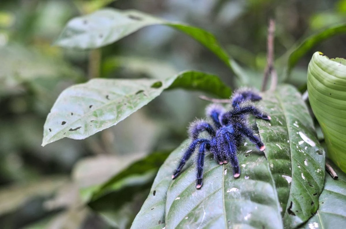 Conheça a espécie de tarântula azul elétrica descoberta na Tailândia