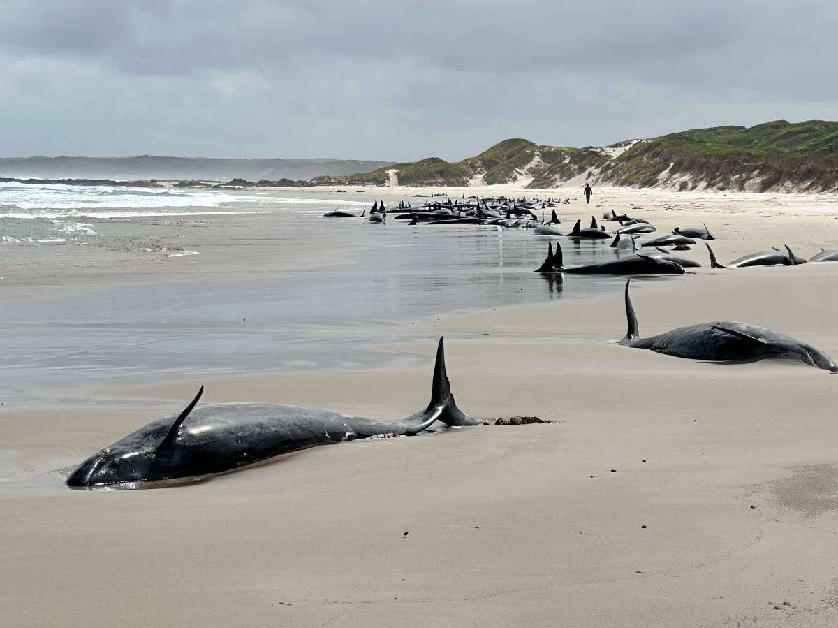 Baleias encalhadas: por que a Austrália sacrificou 90 falsas orcas na Tasmânia