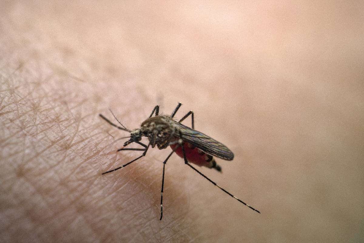 Óbitos por dengue chegam a 14 em São Paulo e a 21 no Brasil em 2025