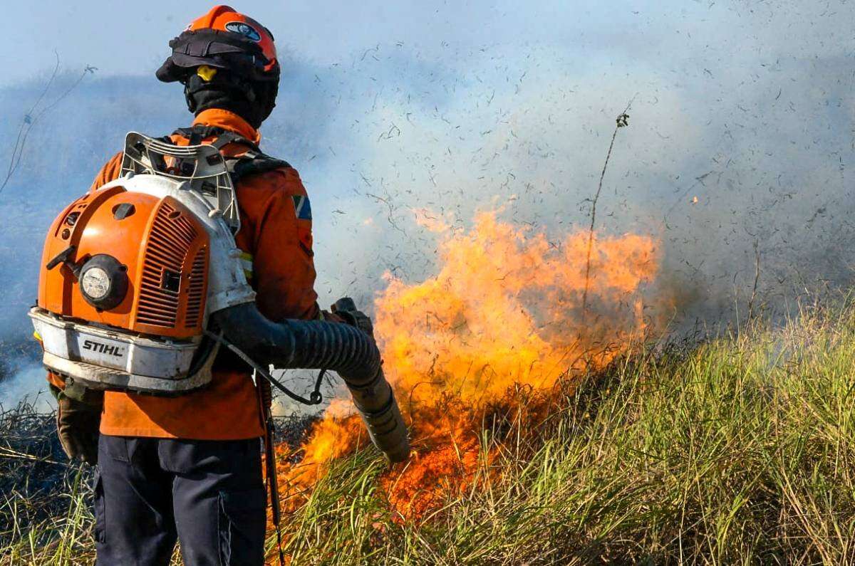 80% dos anfíbios do Pantanal podem perder habitat até 2100, diz estudo