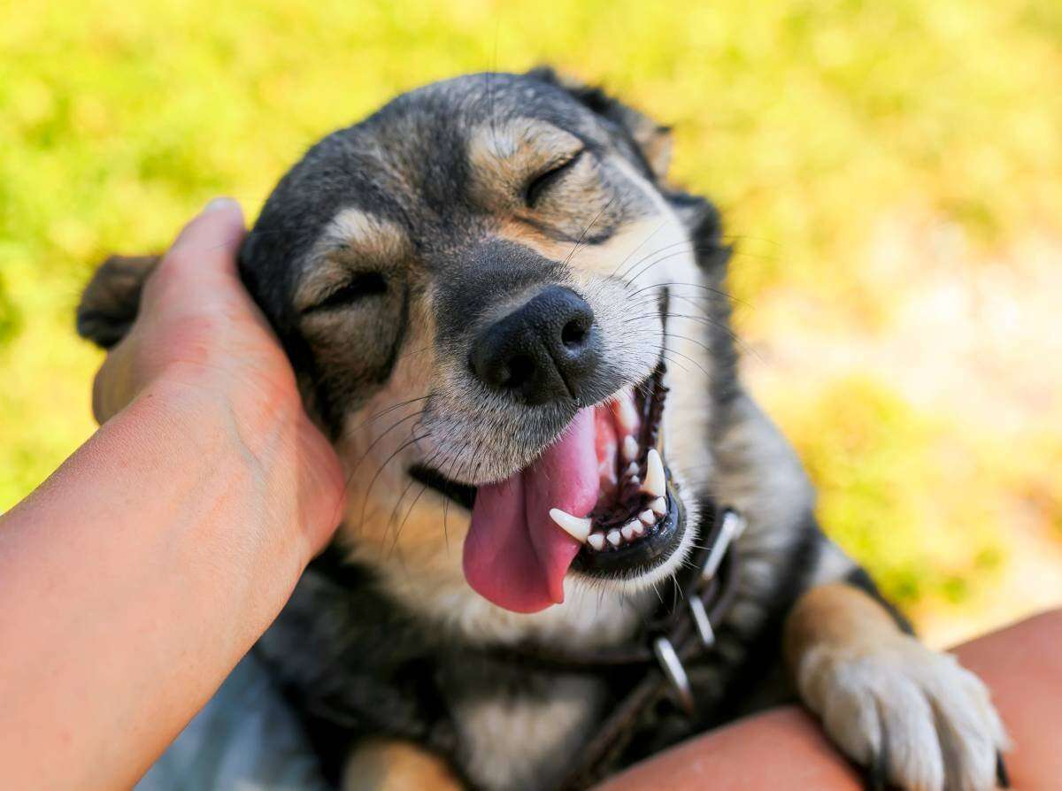 Essas 10 comidas são tóxicas para cachorros; entenda o motivo