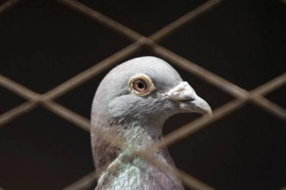 Índia liberta pombo acusado de ser espião da China