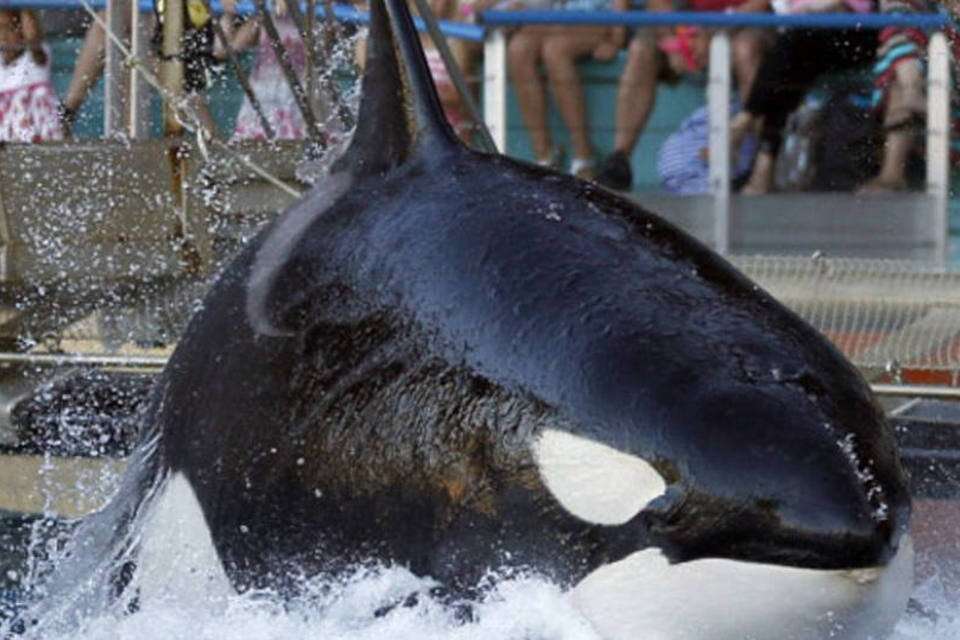 Orca carrega filhote morto pela segunda vez e preocupa cientistas; entenda