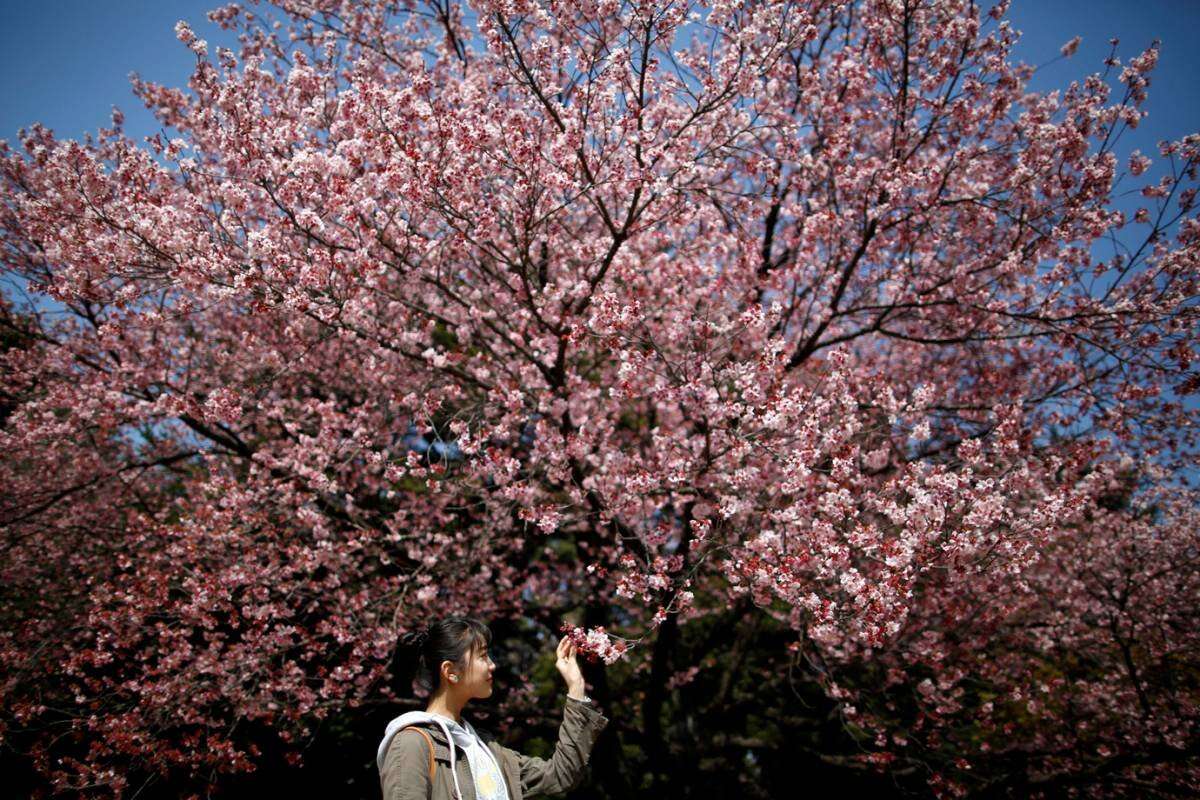 Descubra a melhor época para ver as flores de cerejeira no Japão