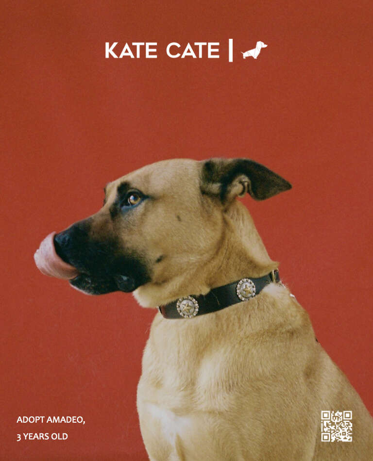 A Look at Kate Cate’s Rocking Capsule for Pets