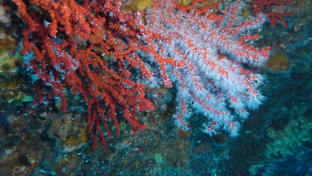 EXCLUSIVE: Chanel Extends Red Coral Research Partnership With Monaco Scientific Center