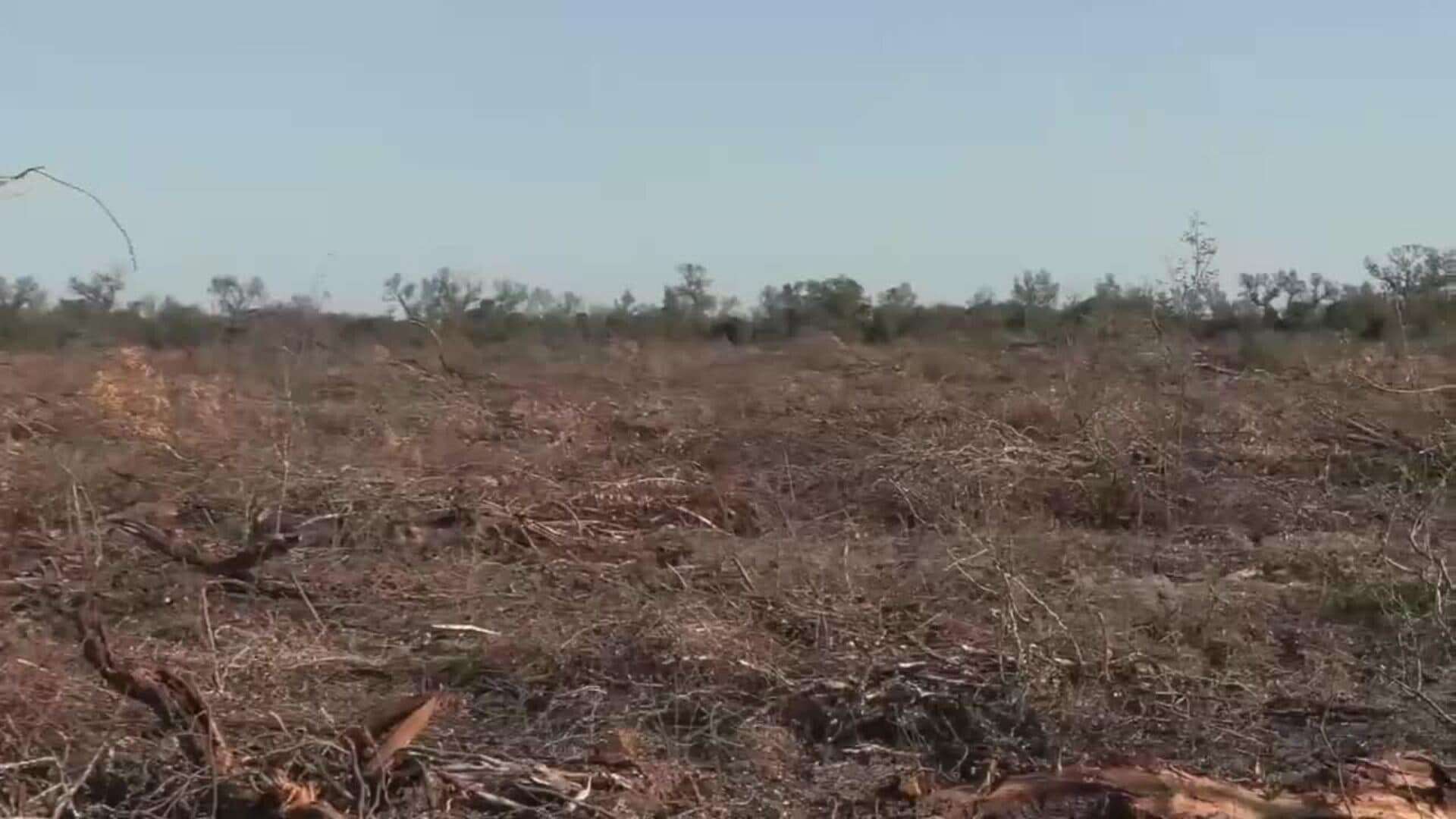 El Gran Chaco argentino, en grave crisis por la deforestación masiva e ilegal