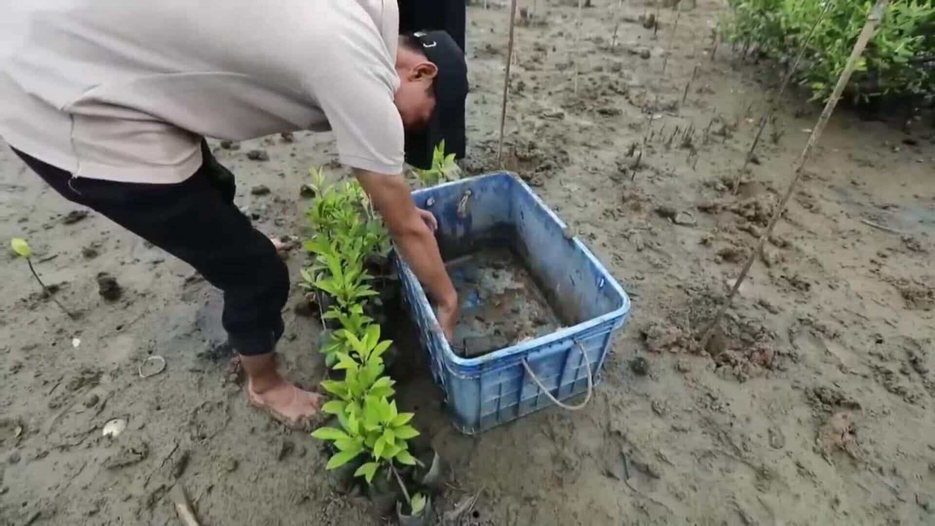 Jóvenes voluntarios plantan manglares en Indonesia