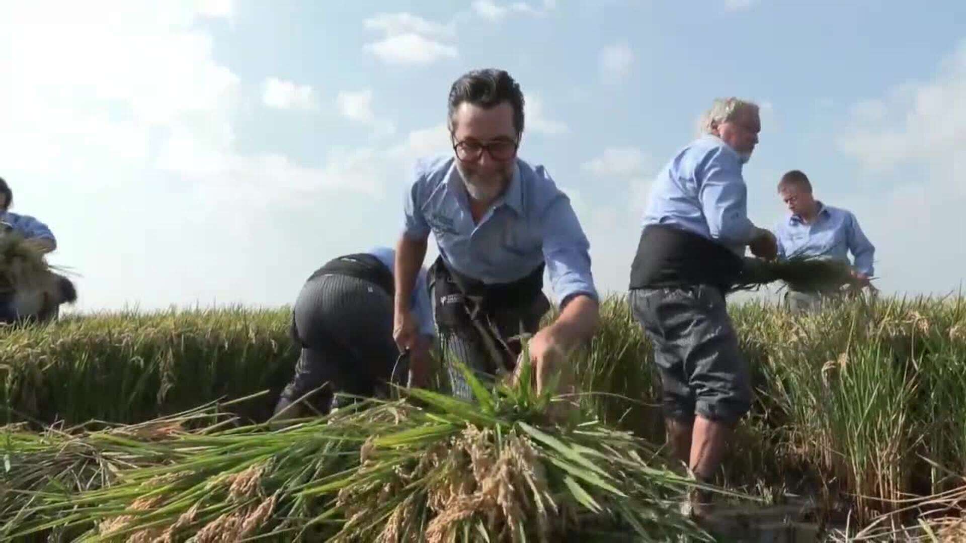 Cocineros con estrella Michelín siegan el arroz de la albufera junto a los agricultores