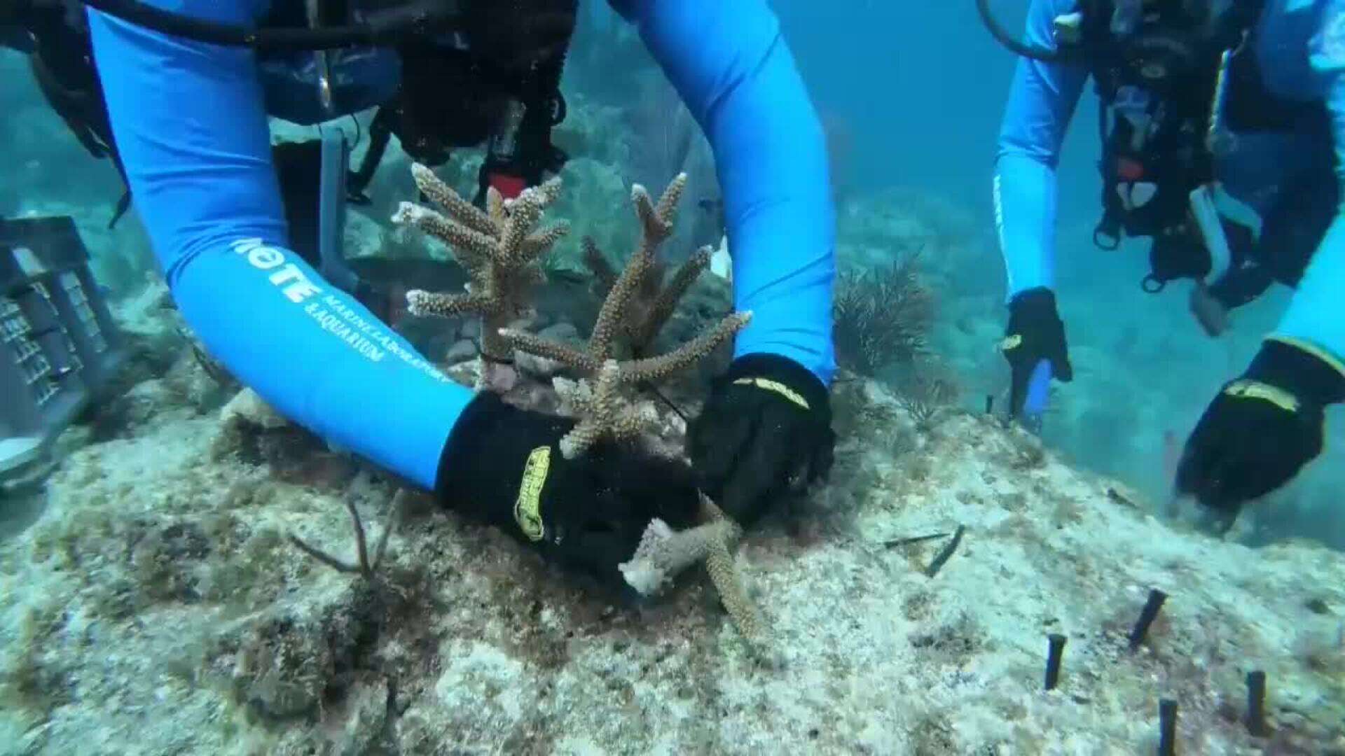 Cientificos restauran arrecifes coralinos en Cayos de Florida contra el cambio climático