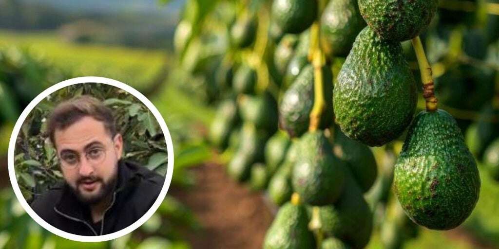 Un experto en agricultura habla alto y claro sobre el tamaño de los aguacates