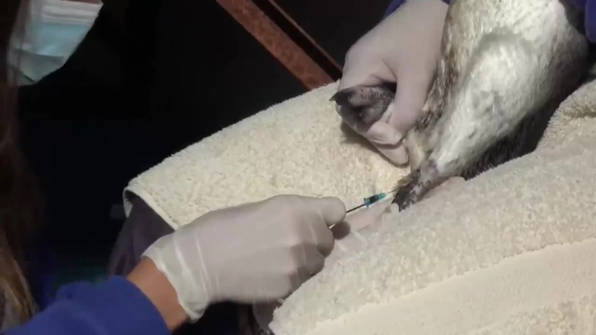 Regresan 14 pingüinos magallánicos al mar en Argentina tras rescate por desnutrición