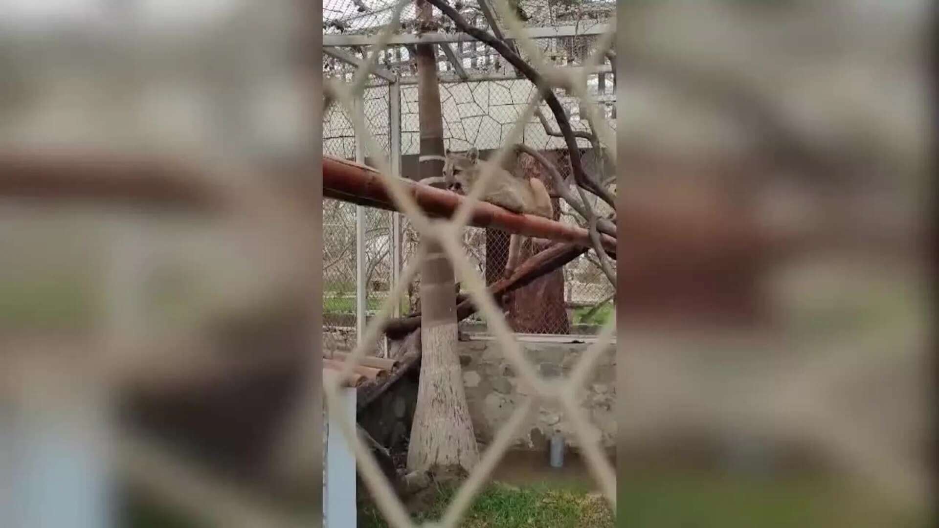 Rescatado un puma andino que era exhibido en un centro recreacional en Perú