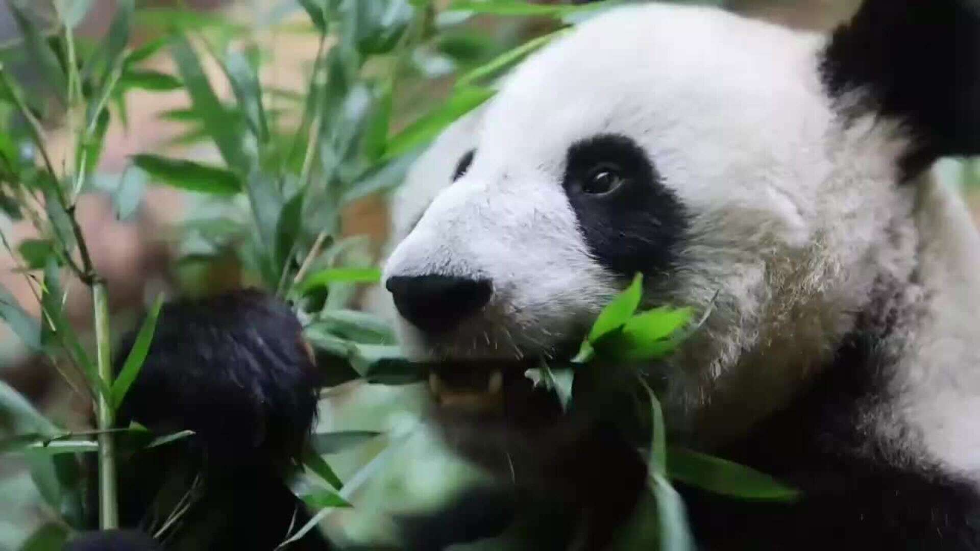 Los pandas gigantes Ding Ding y Katyusha dan la bienvenida al Año Nuevo Chino en el zoo de Moscú