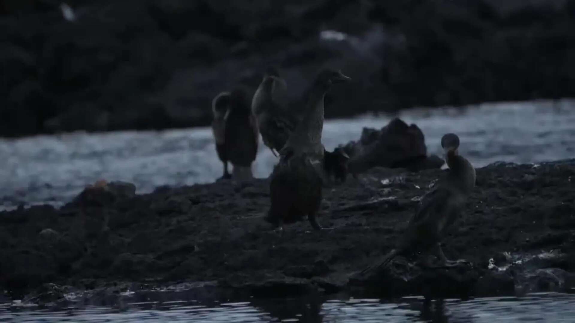 Científicos realizan investigación sobre el origen de metales pesados en aves de las Islas Galápagos