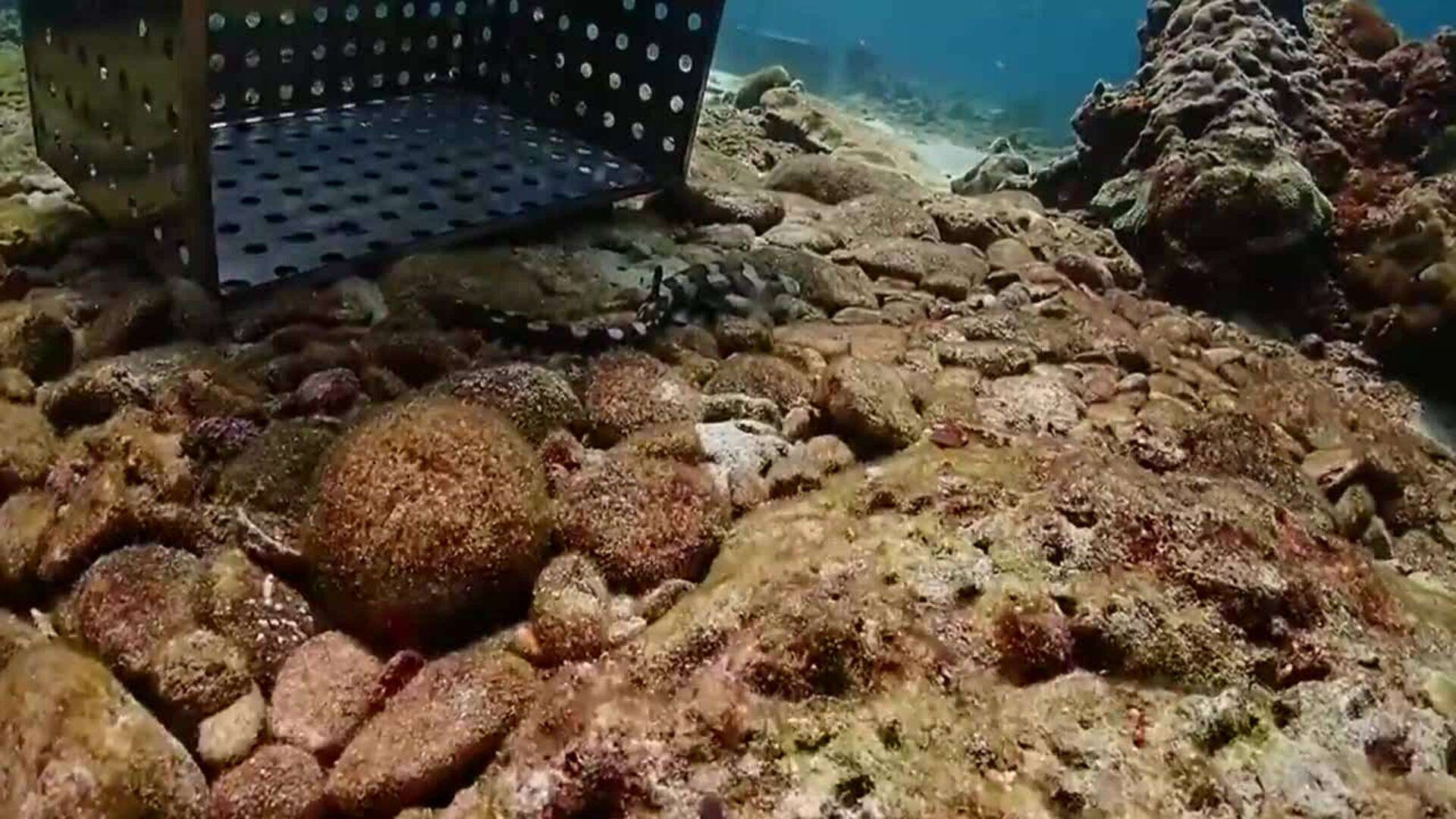 Un centro marino busca afianzar la presencia de tiburones bambú en Tailandia