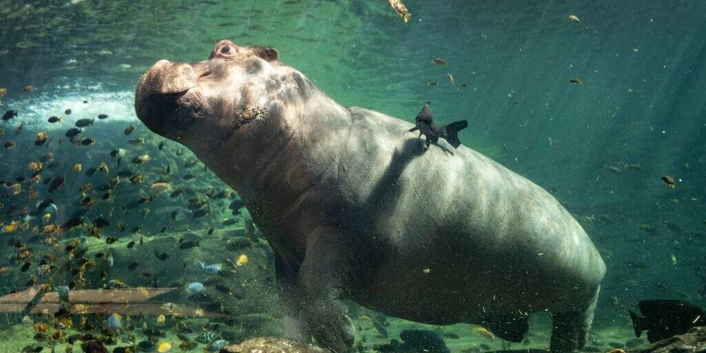 El único lugar de España donde se puede ver a los «caballos de río» en un enorme acuario de 300.000 litros