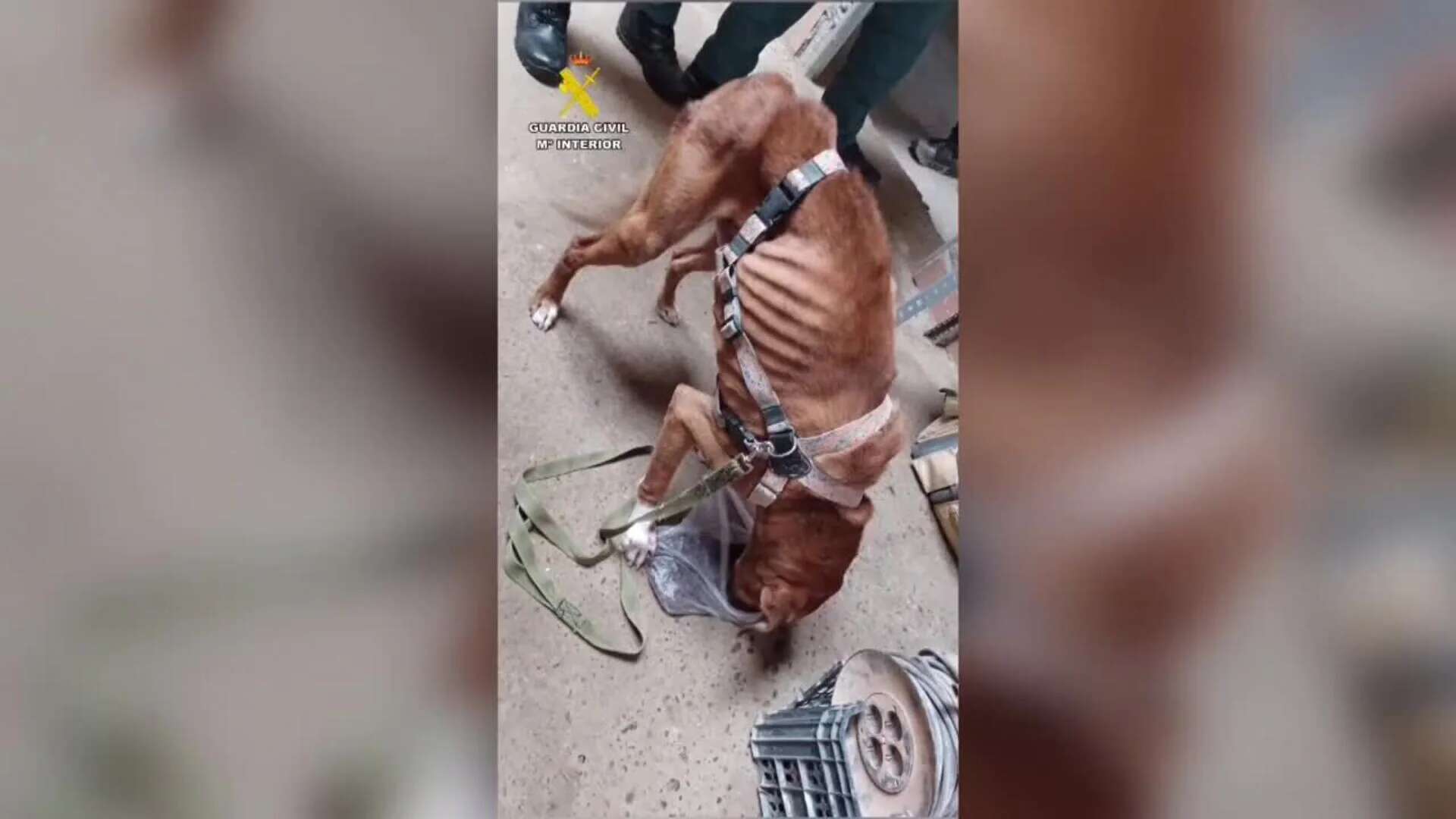 Buscan al propietario de un perro abandonado en La Litera herido y sin comida y bebida