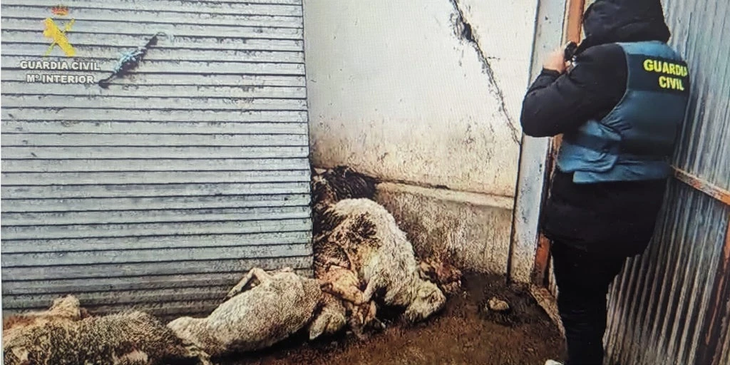 Investigado un ganadero en Valladolid por el «abandono» y «estado deplorable» de los animales en una granja de ovino