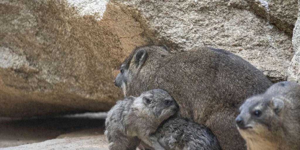 Nace una camada del desconocido mamífero del que procede el nombre de España: «Los confundieron con conejos»