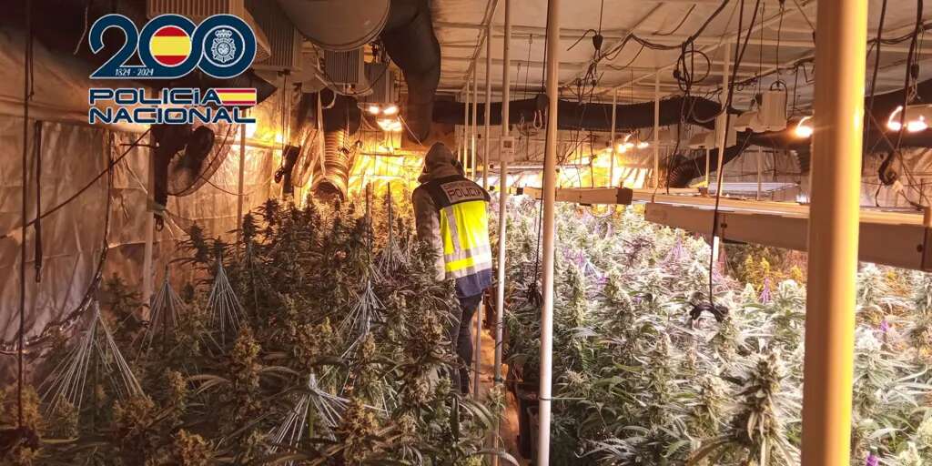 Cae un grupo criminal dedicado al narcotráfico con más de mil plantas de marihuana en Valencia