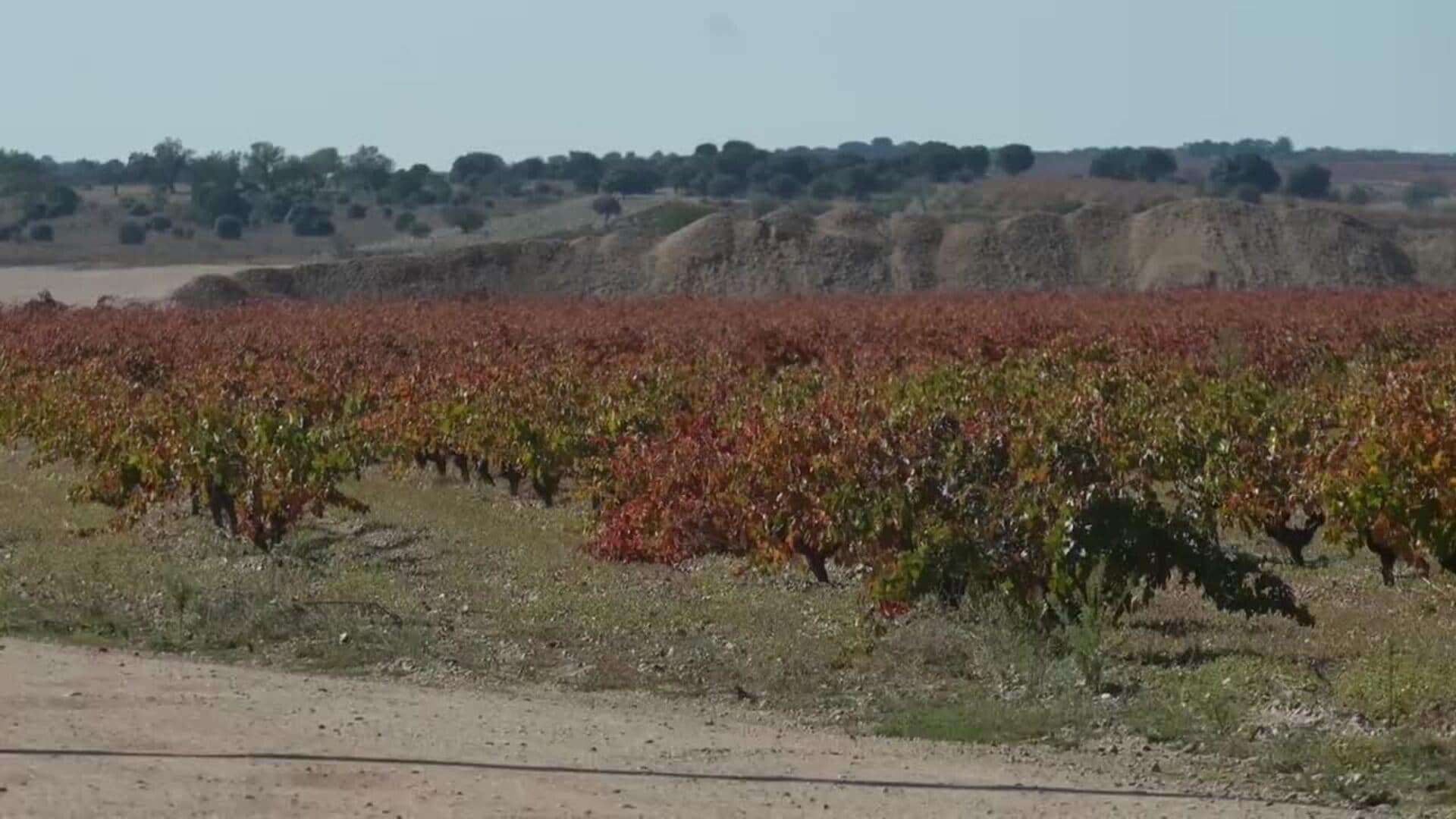 Erg inaugura en España su mayor parque solar de la UE con 224 héctareas