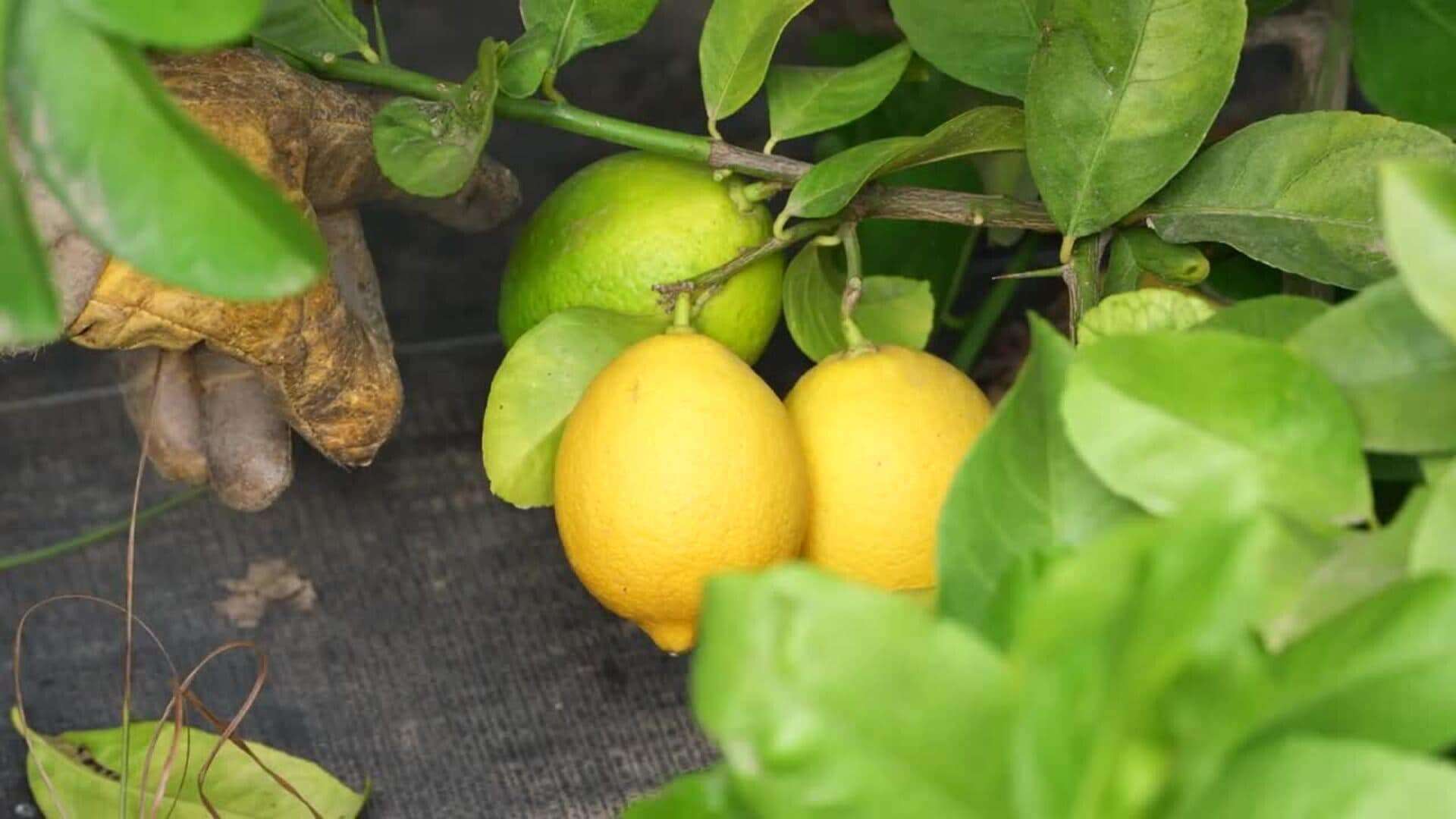 La vitamina C del limón y pomelo: energía y recuperación para deportistas