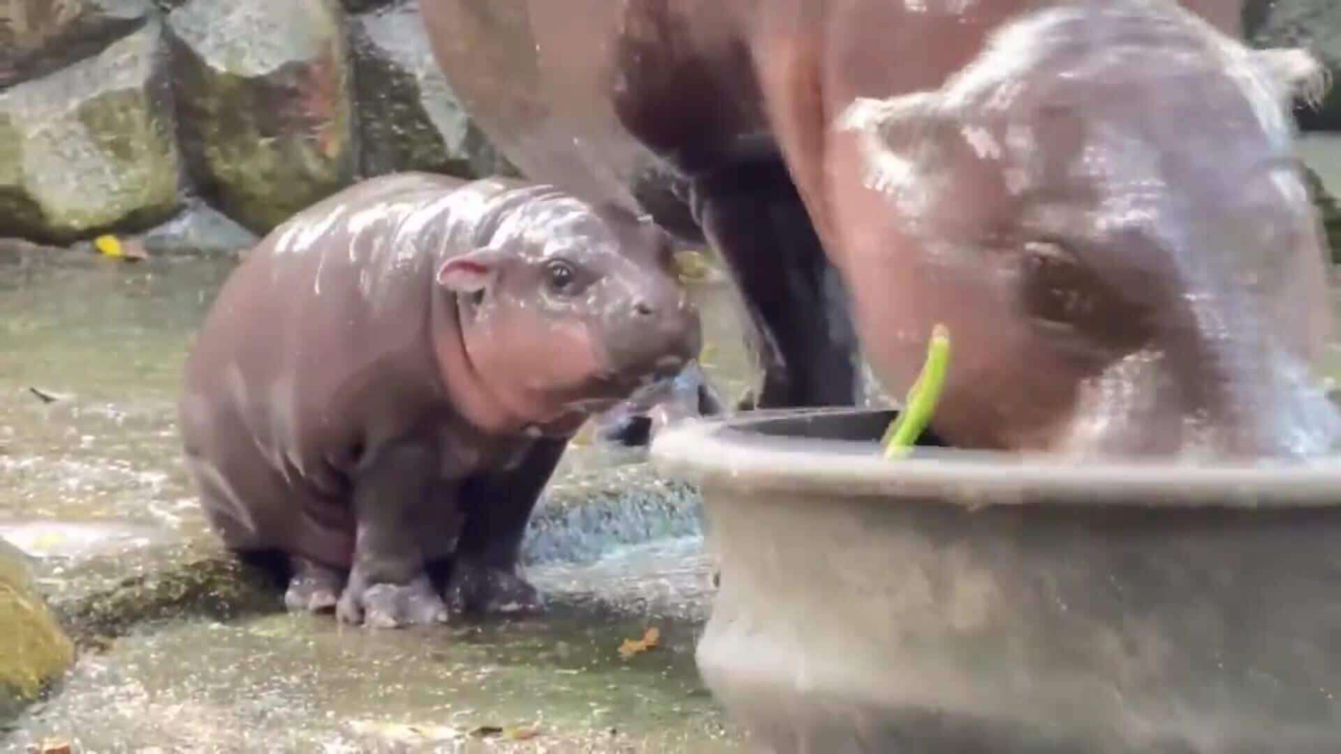 Moo Deng, el bebé de hipopótamo pigmeo que cautiva a los visitantes de un zoo en Tailandia