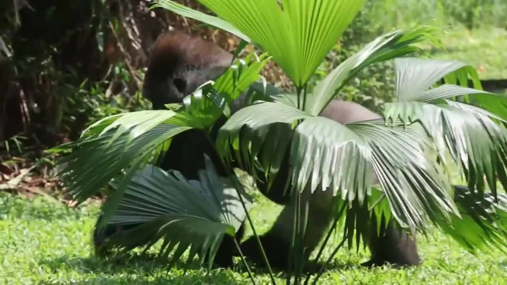 Celebran el cumpleaños de los gorilas Kumbo y Kihi en el Zoo de Ragunan en Yakarta