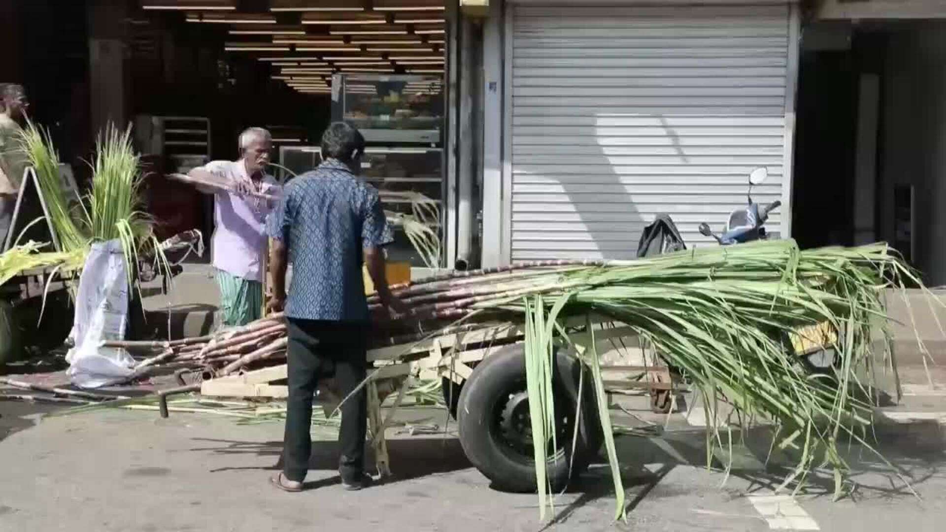 Sri Lanka se prepara para celebrar el festival hindú Thai Pongal, marcando el inicio de la cosecha de arroz