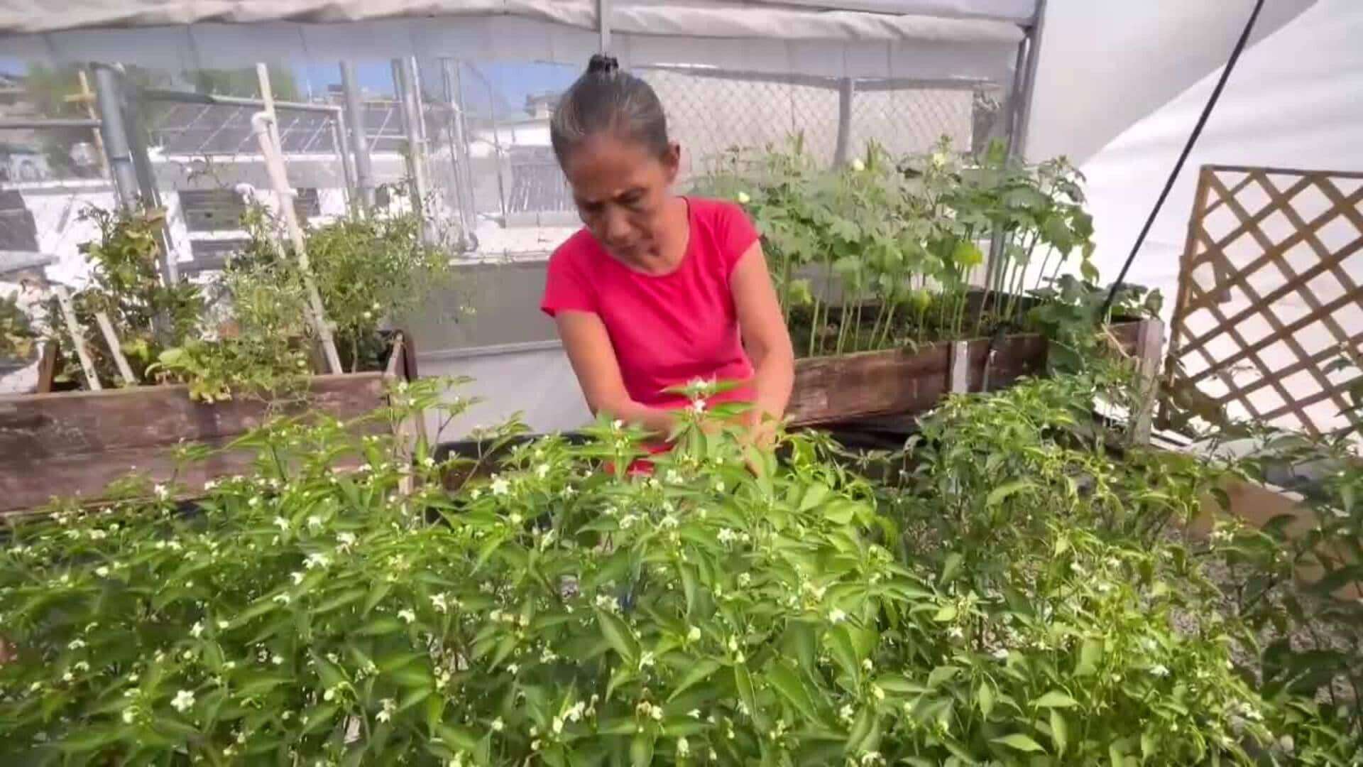 Migrantes varados en la frontera norte de México cultivan sus propios alimentos