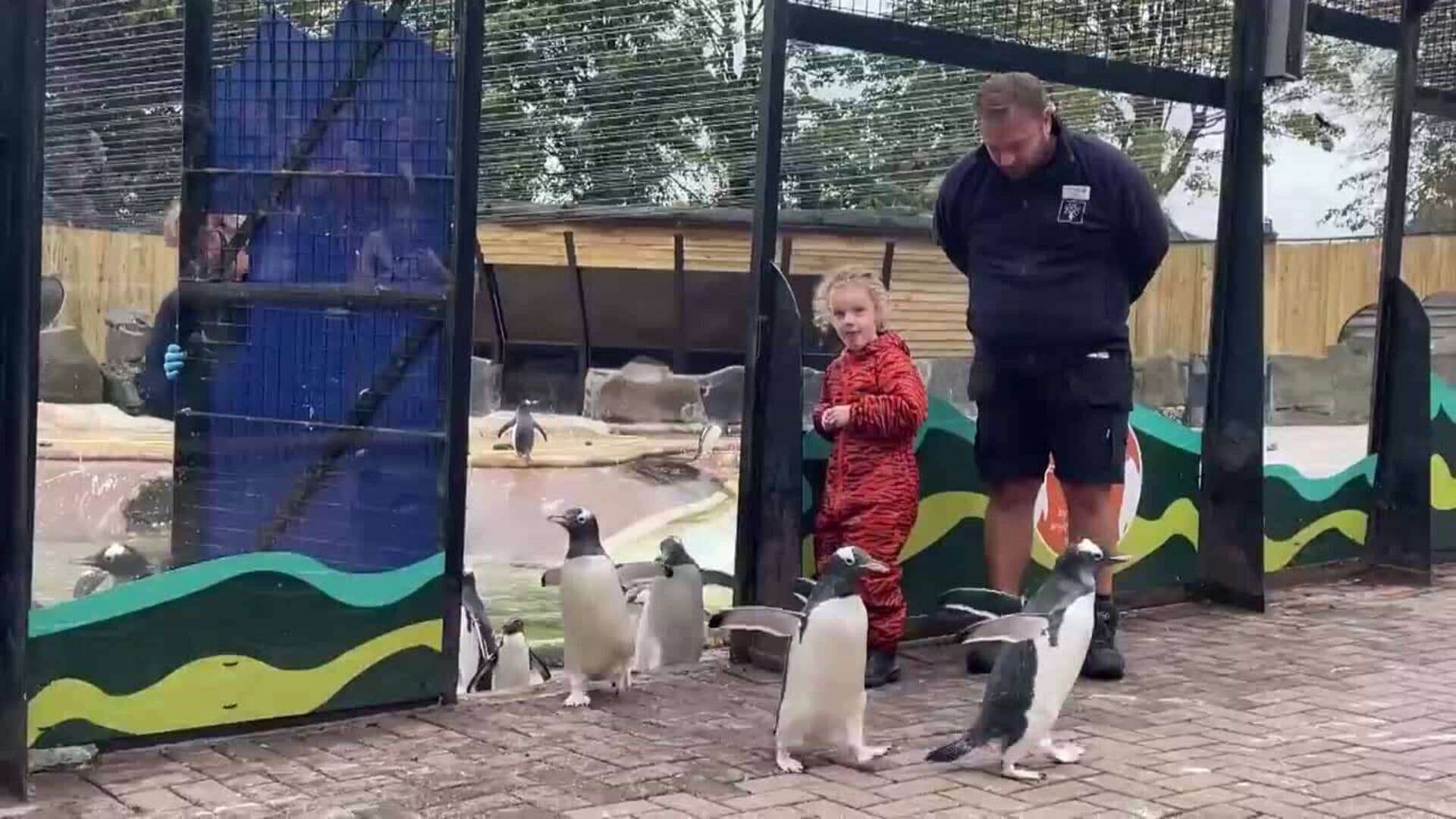 Los pingüinos de Edimburgo protagonizan el nuevo desfile ‘Wee Waddle’