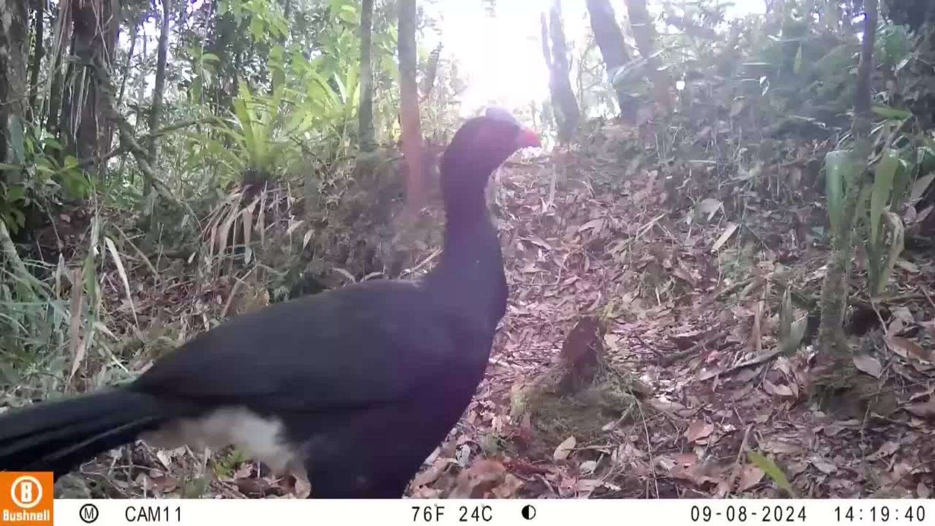 Cámaras trampa registran al paujil de El Sira, ave en peligro crítico de extinción en Perú