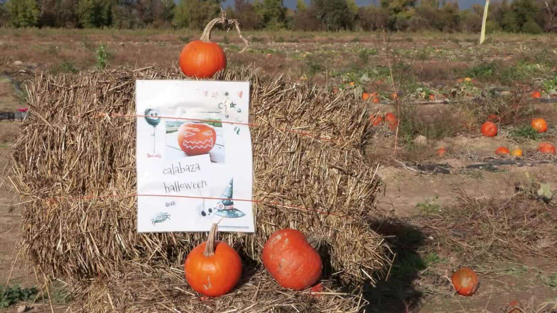 Recoger calabazas en el campo, uno de los planes en Madrid para los niños por Halloween