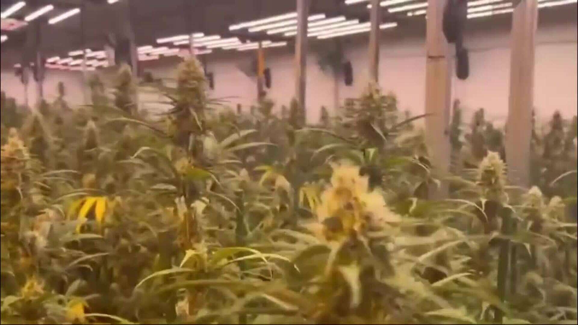 Desmantelada una nave con 1.470 plantas de marihuana en Tordehumos (Valladolid)