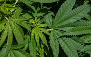 Departamento de Justicia prevé facilitar consumo de mariguana en EU para fines medicinales