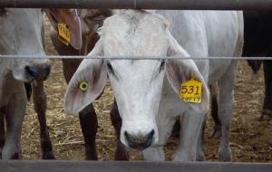 Pérdidas de 322 millones de dólares por cierre de la frontera al ganado