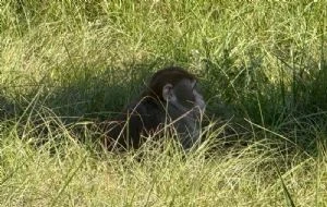 Tres monos de laboratorio infectados con COVID-19 escapan tras accidente en EU; uno sigue suelto