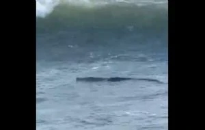 Captan a un cocodrilo en la zona Diamante de Acapulco (Video)