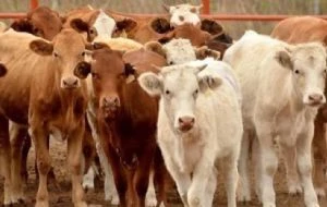 Ganaderos de Coahuila destinarán producción al mercado mexicano tras nuevas restricciones de EU