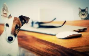 CURP de mascotas: cómo sacarlo y en qué casos aplica la multa por no tramitar el RUAC