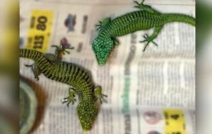 Vinculan a proceso a hombre con 299 reptiles en peligro de extinción en su equipaje en el AICM