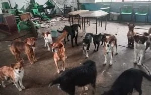 Detienen a directora y conserje de escuela por ataque de jauría a una mujer y dos niños