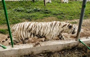 Hallan muerto al tigre de Bengala que escapó del Parque Animalia de Xicotepec