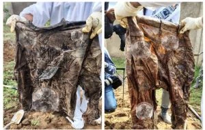 Han localizado 197 bolsas de plástico con restos humanos en la fosa Las Agujas, en Zapopan