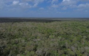 Greenpeace pide publicar prohibición a Cemex para extraer material de la selva de Tulum