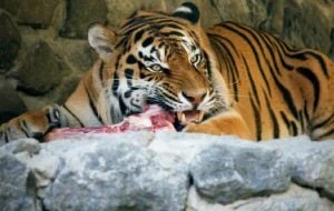 Zoológico pide donar mascotas pequeñas como alimento para depredadores