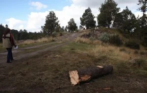 Operativo contra la tala ilegal en CDMX: cuatro aserraderos desmantelados y 118 filtros carreteros