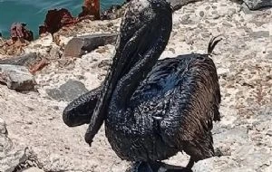 Costera de Paraíso, Tabasco amanece contaminada de chapopote; exigen a Pemex explicación (Videos)