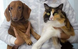 Pensión y visitas para mascotas: La nueva realidad de los divorcios en CDMX